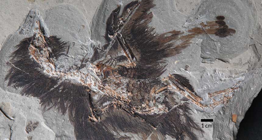 130-Million-Year Old Proteins Still Present in Dinosaur-Age Fossil 130-Million-Year Old Proteins Still Present in Dinosaur-Age Fossil