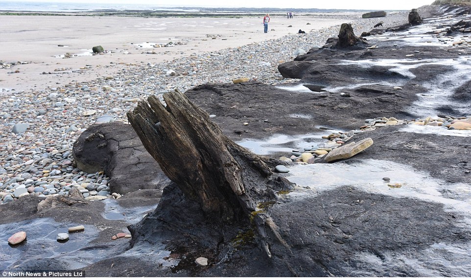 7,000-Year-Old Forest and Footprints Uncovered in the Atlantis of Britain