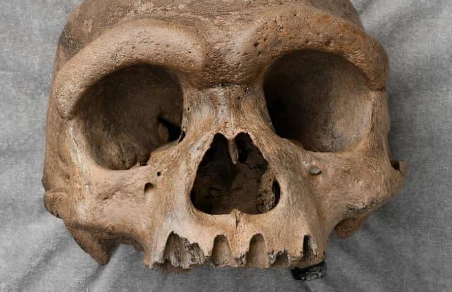 Mᴀssive Early Human Skull Found in China Examined Mᴀssive Early Human Skull Found in China Examined