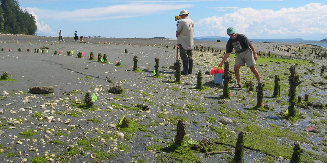Amazing 1,300-Year-Old Technology Found Hidden in Comox Harbour Amazing 1,300-Year-Old Technology Found Hidden in Comox Harbour