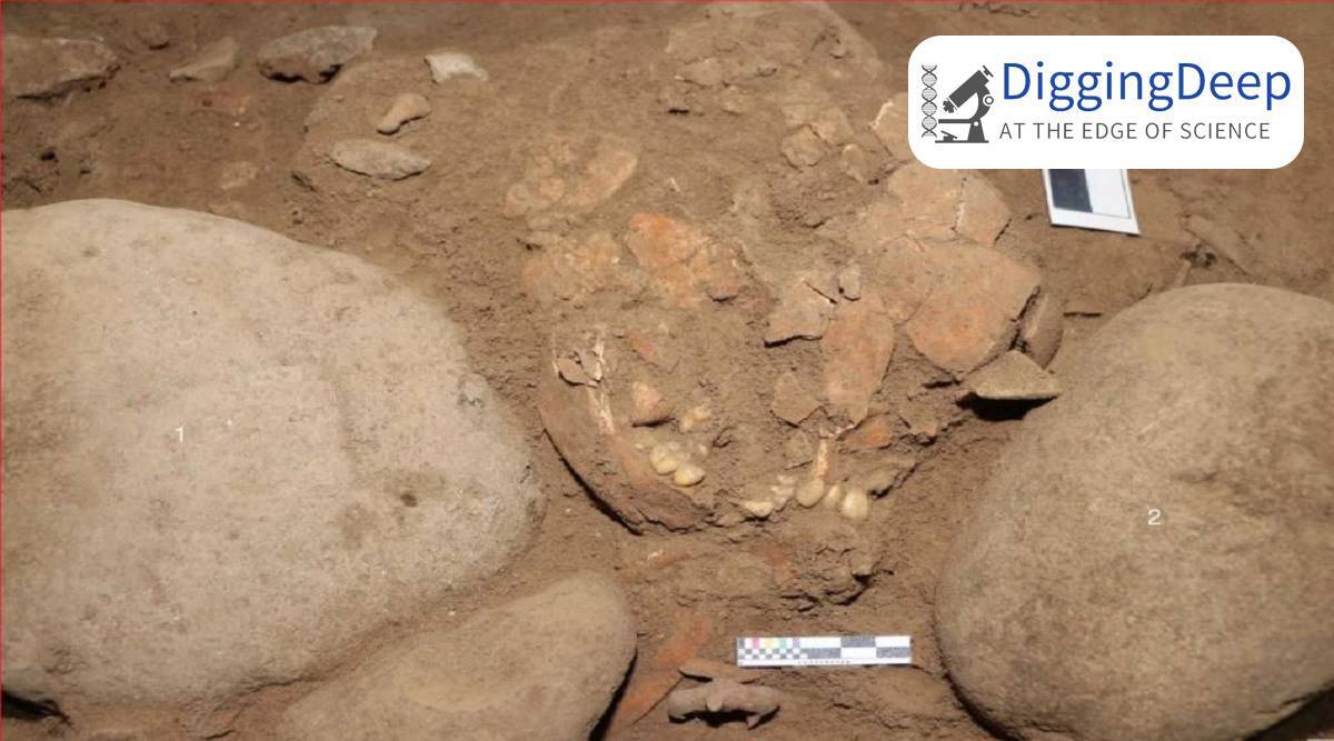 DNA of a female hunter-gatherer, buried 7,000 years ago in Indonesia, reveals population history of SE Asia DNA of a female hunter-gatherer, buried 7,000 years ago in Indonesia, reveals population history of SE Asia