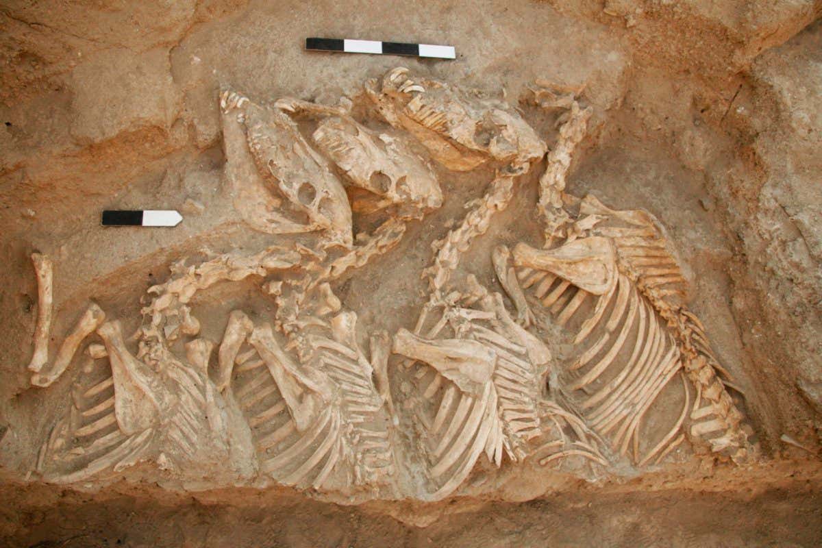 Hybrid animal in the 4500-year-old tomb is earliest known bred by humans Hybrid animal in the 4500-year-old tomb is earliest known bred by humans