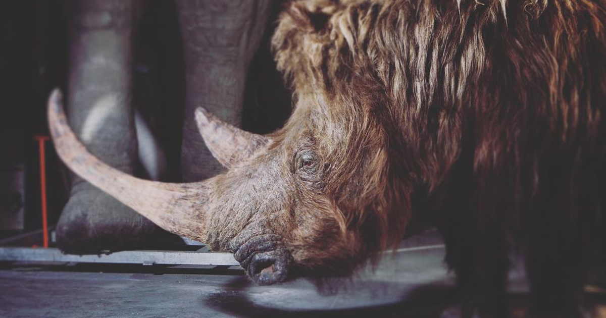 Extremely Well-Preserved Woolly Rhino Is Discovered in Siberia’s Melting Permafrost Extremely Well-Preserved Woolly Rhino Is Discovered in Siberia’s Melting Permafrost