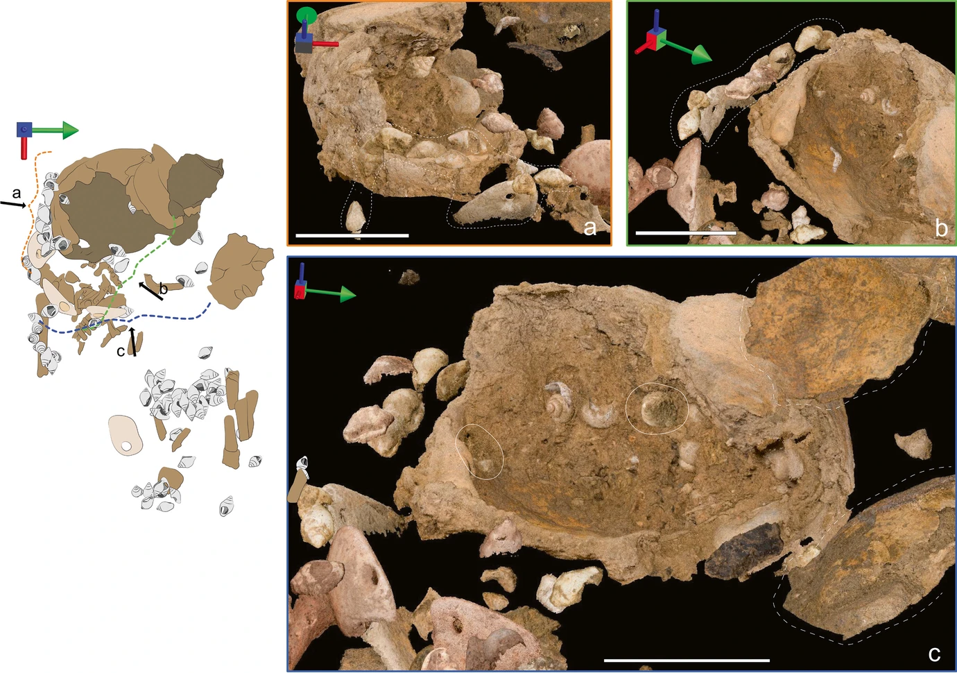 An infant burial provides insights into the use of baby carriers in prehistory