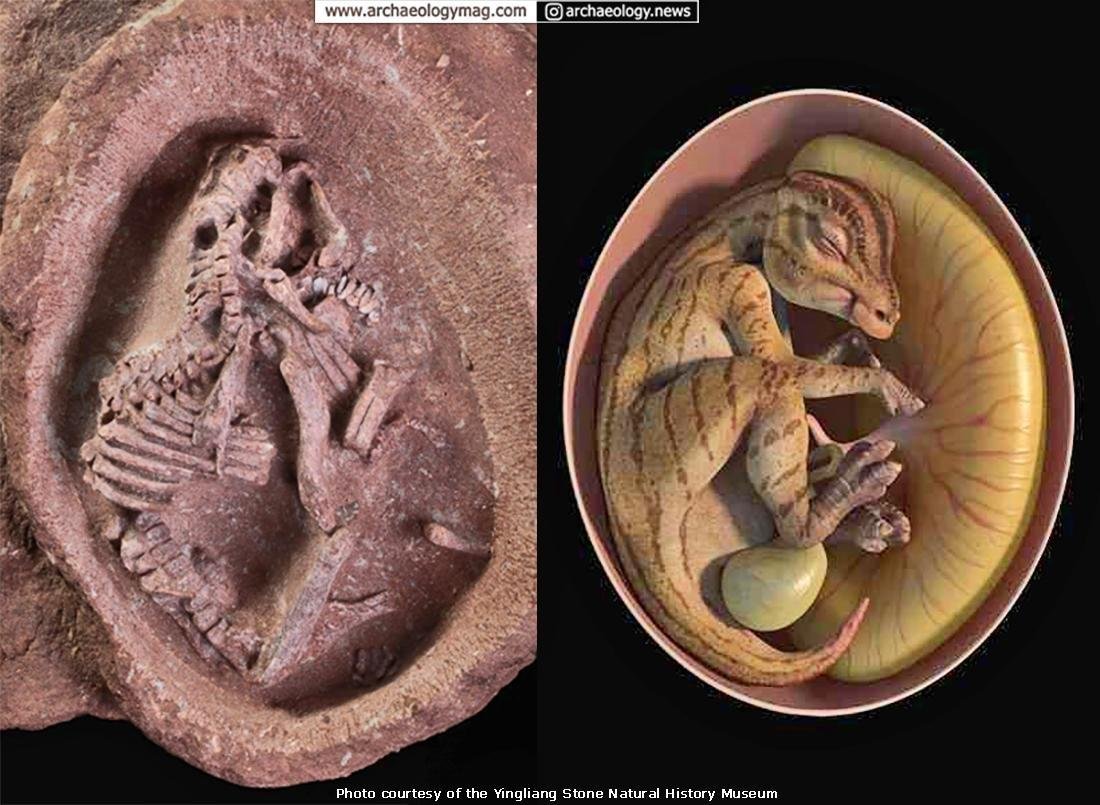 World’s best-preserved hadrosaurus embryo fossils discovered in China