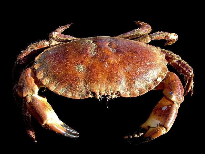 New study reveals Neanderthals caught and cooked crabs 90,000 years ago