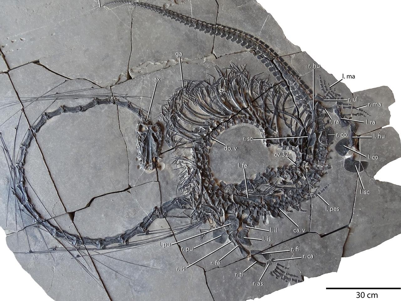 Scientists unveil stunning 240-million-year-old ‘Chinese dragon’ fossil