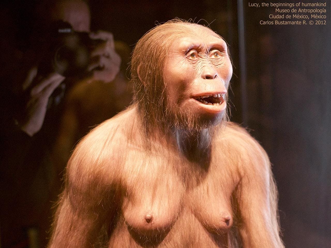 3D muscle reconstruction reveals 3.2 million-year-old “Lucy” could stand up straight as modern humans 3D muscle reconstruction reveals 3.2 million-year-old “Lucy” could stand up straight as modern humans