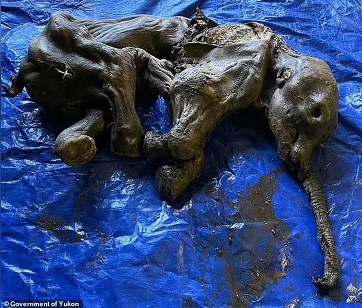 Most complete baby mammoth in North America is found