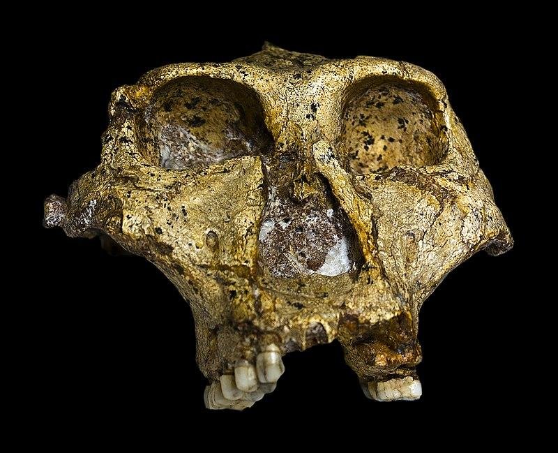 Oldest ever genetic data from a human relative found in 2-million-year-old fossilized teeth Oldest ever genetic data from a human relative found in 2-million-year-old fossilized teeth