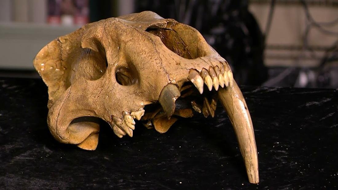 First evidence of prehistoric sabertoothed cat in Iowa First evidence of prehistoric sabertoothed cat in Iowa