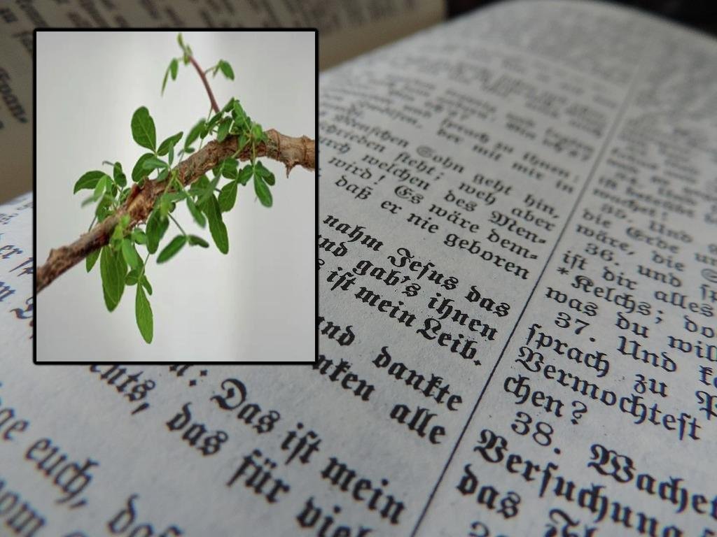 Ancient seed revives a lost biblical tree with medicinal potential