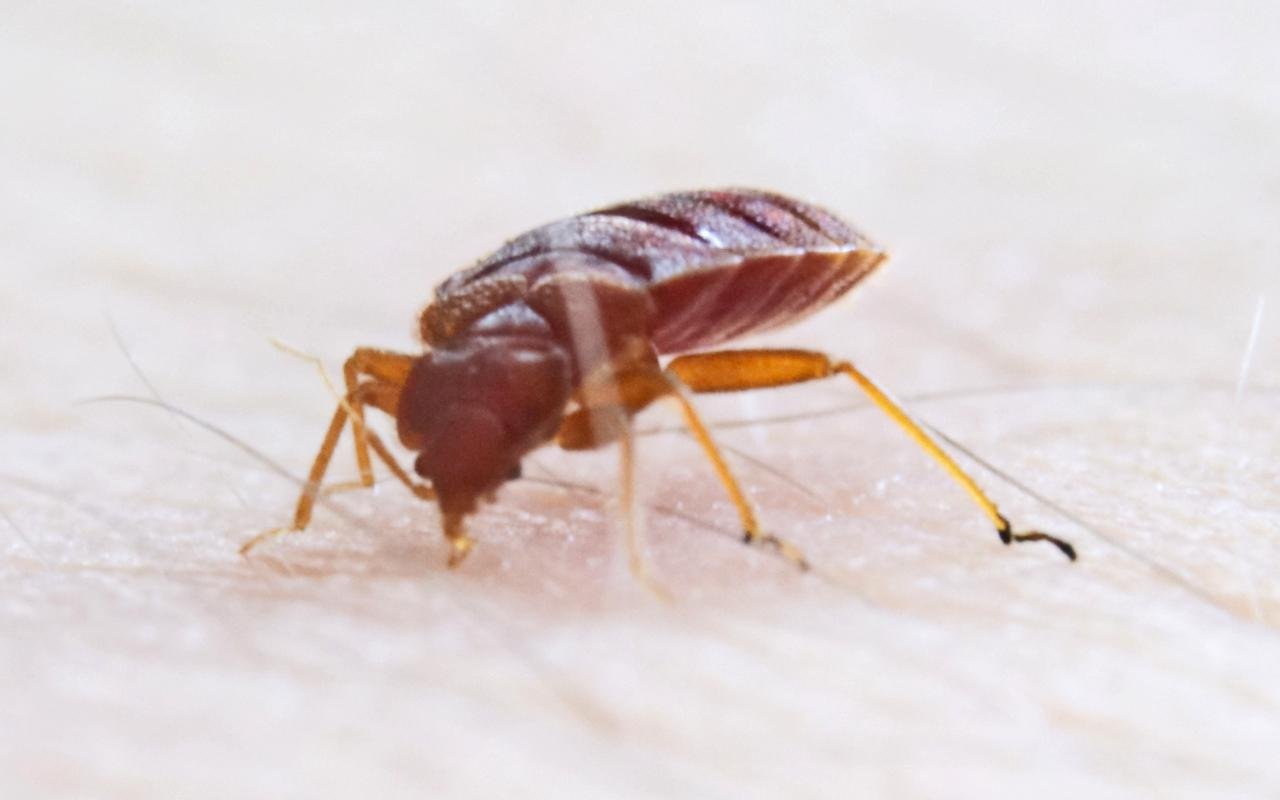 Archaeological discovery reveals bedbugs came to Britain with the Romans