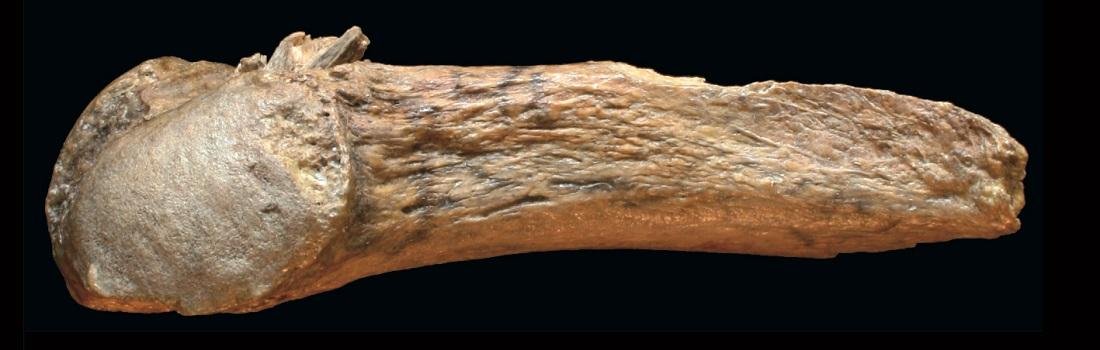 Research team identifies oldest bone spear point In the Americas Research team identifies oldest bone spear point In the Americas