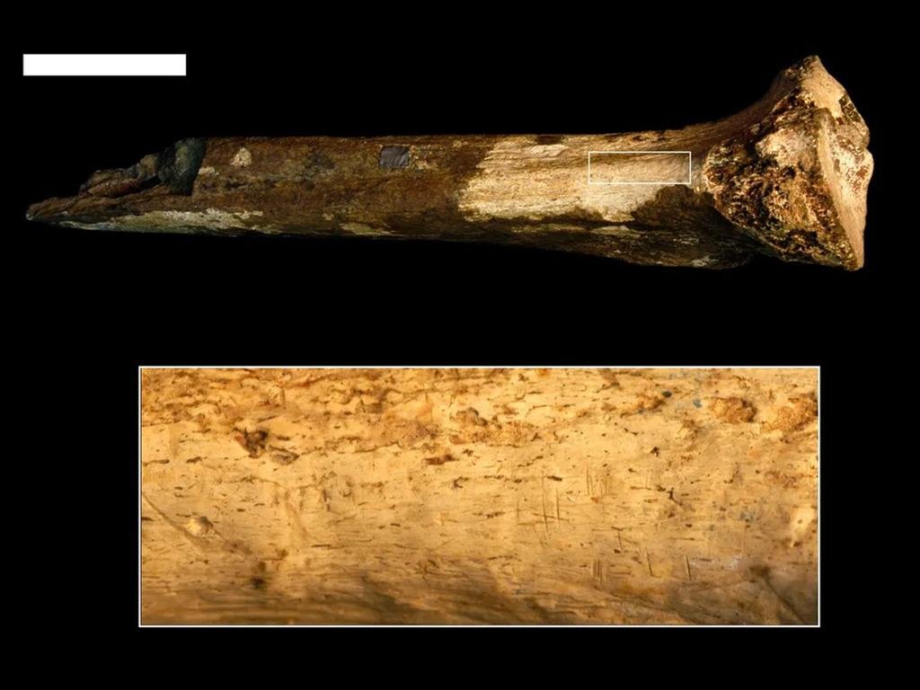 Our human relatives butchered one another 1.45 million years ago Our human relatives butchered one another 1.45 million years ago