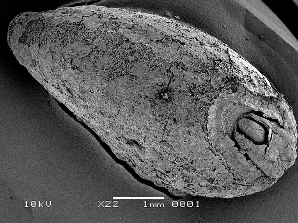 5,000-year-old burnt food remains reveals varied Neolithic diets in Germany