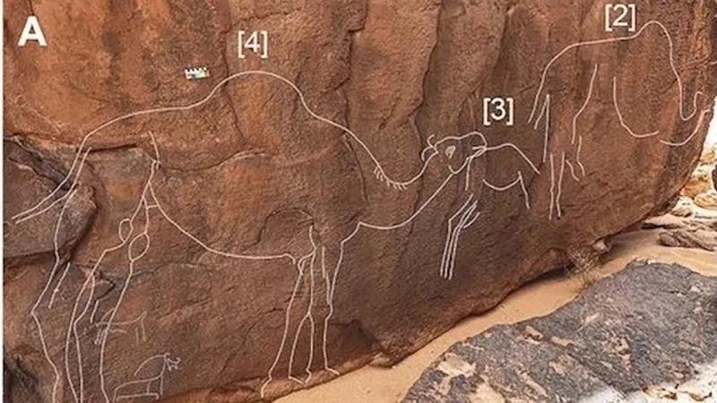 Life-size camel rock carvings discovered In Saudi Arabian desert