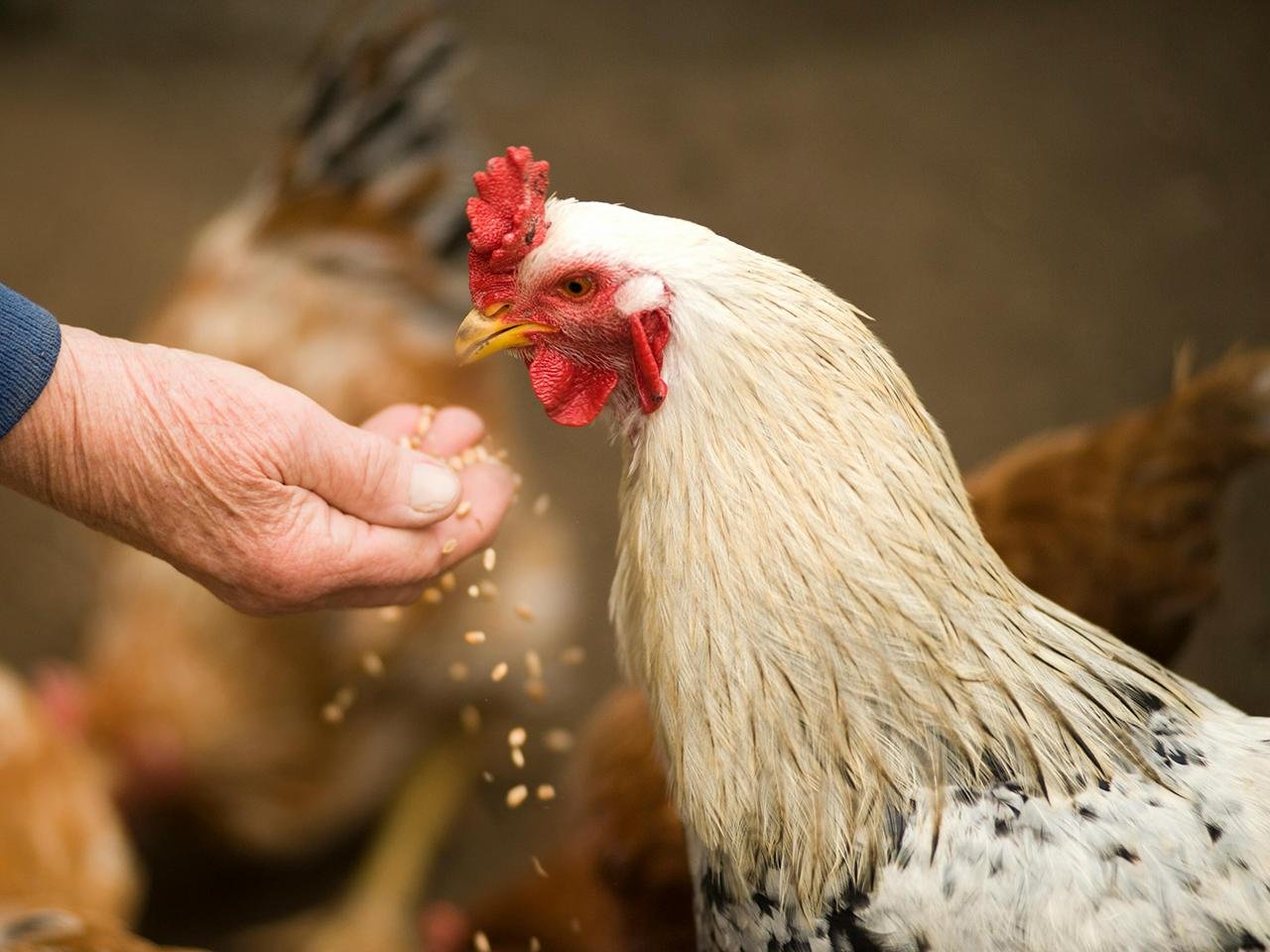 New research reveals new evidence about when, where, and how chickens were domesticated