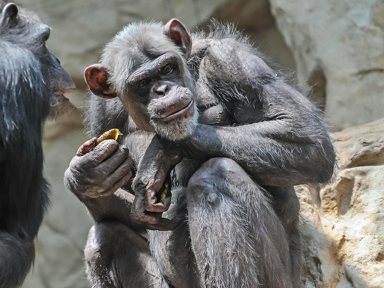 Chimpanzees choose stone tools like early human ancestors from 2.5 million years ago