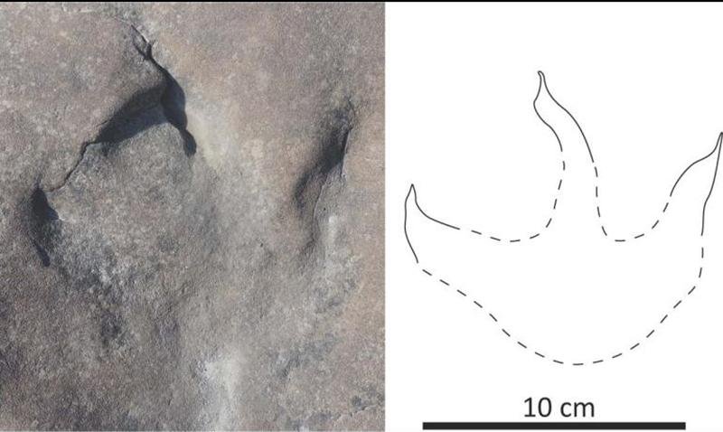 Dinosaur tracks in Alaska reveal a lush and wet environment Dinosaur tracks in Alaska reveal a lush and wet environment