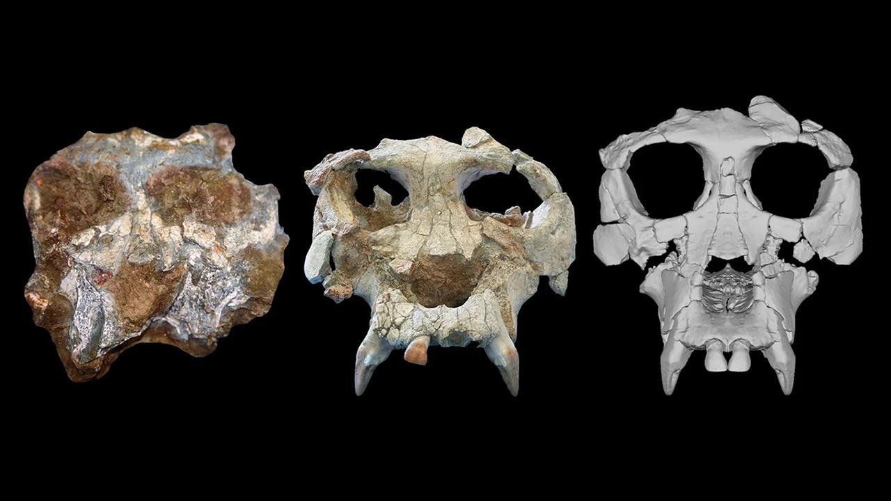 Scientists digitally reconstruct skull of a 12 million-year-old great ape