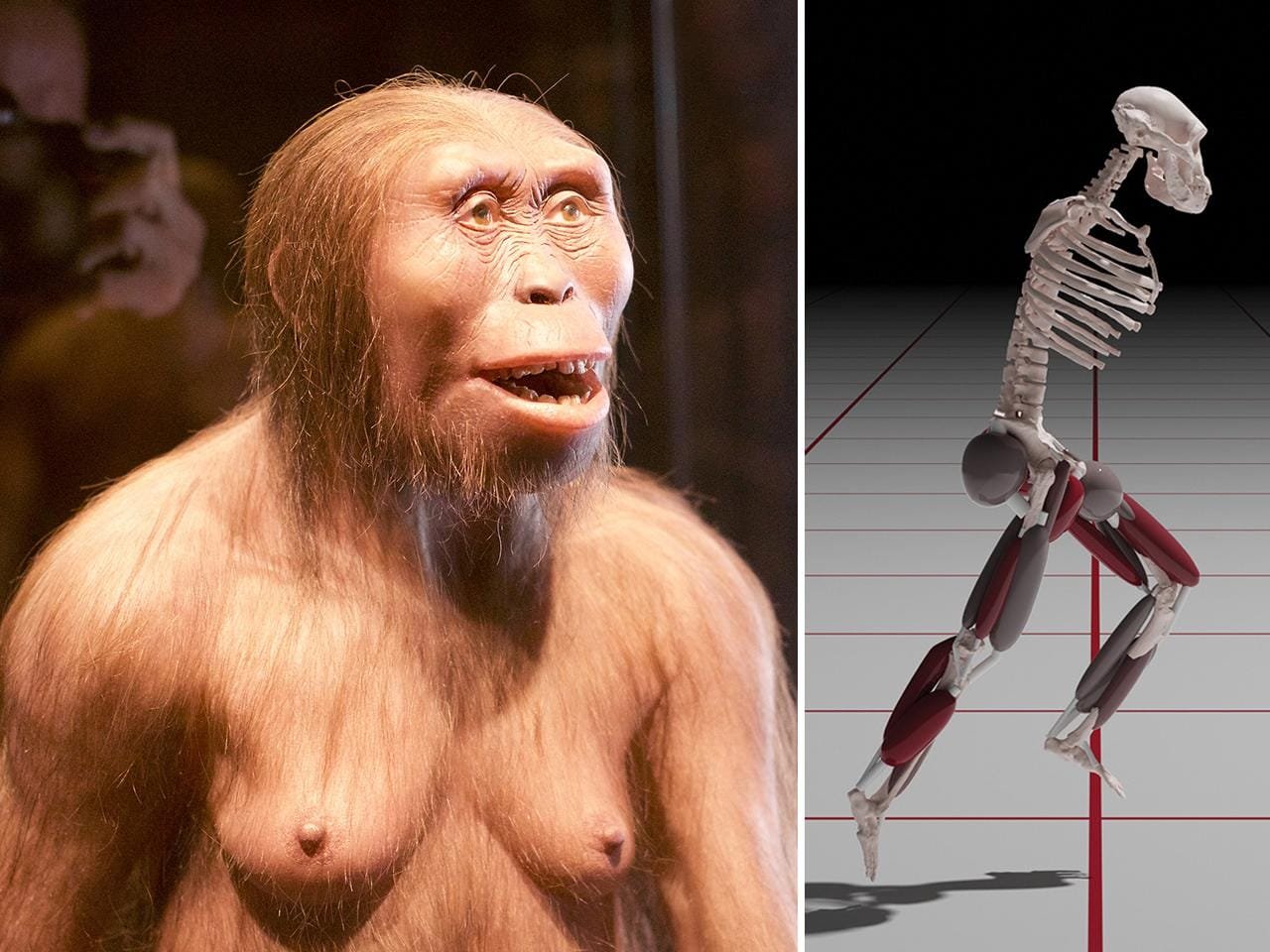 Could Lucy run? New study reveals why early human ancestors were poor runners