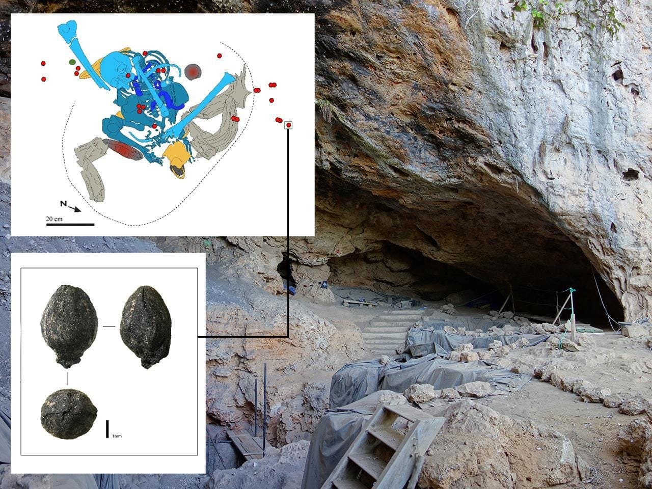 15,000-year-old evidence of medicinal plant use discovered in Morocco’s Taforalt Cave