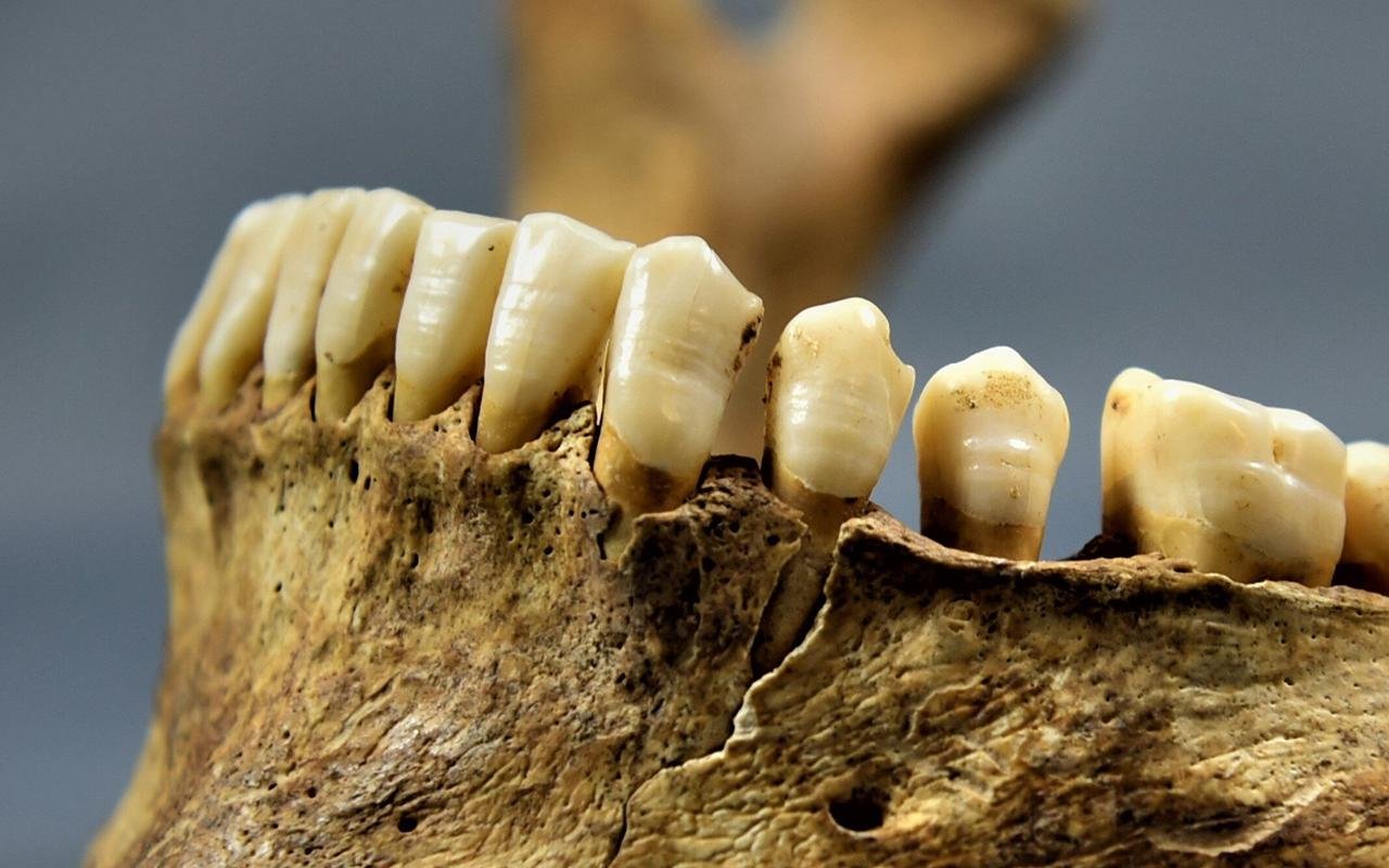 Medieval Bavarian teeth reveal about nutrition and migration