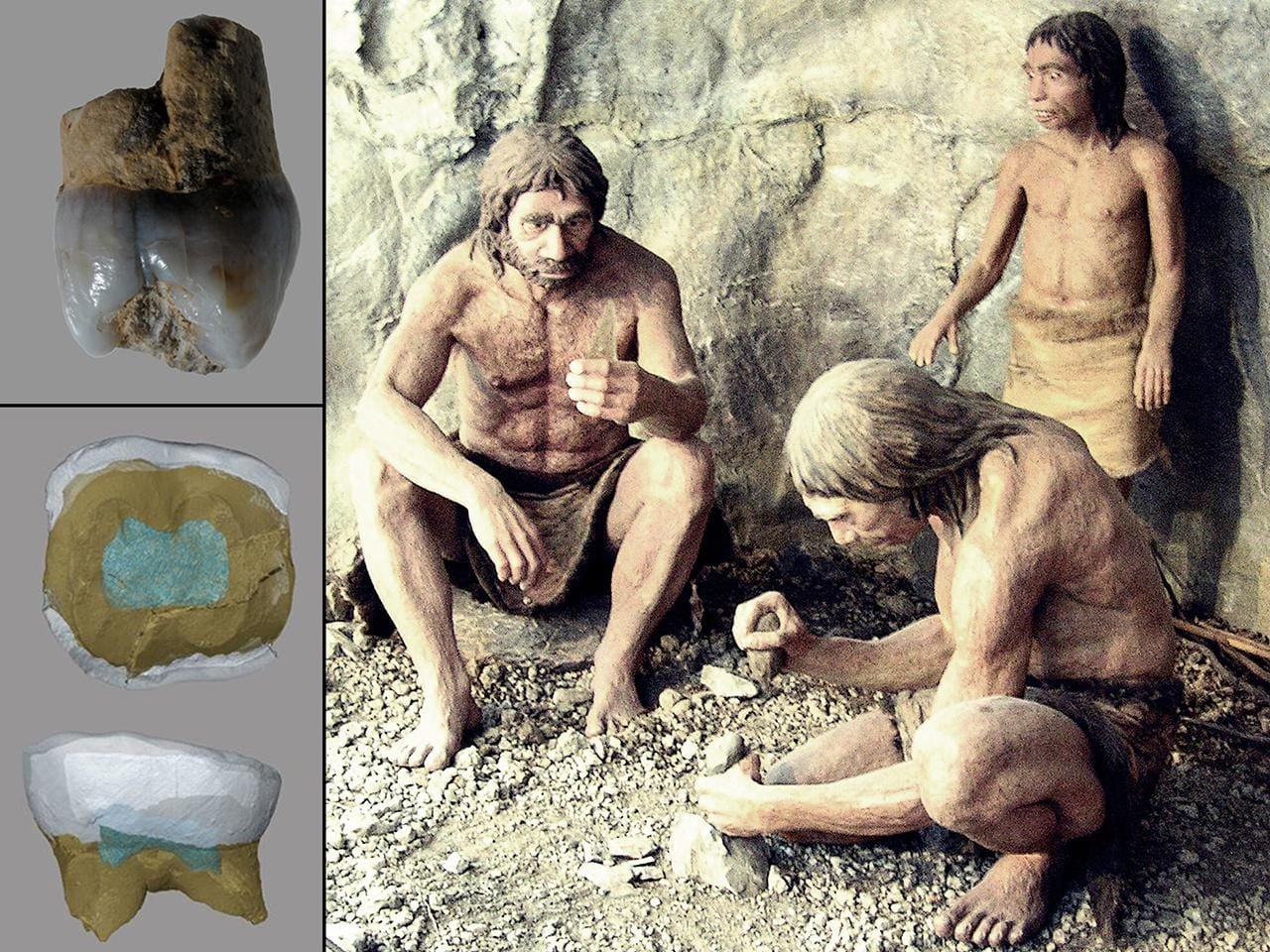 Neanderthal remains discovered in Arbreda cave, Spain