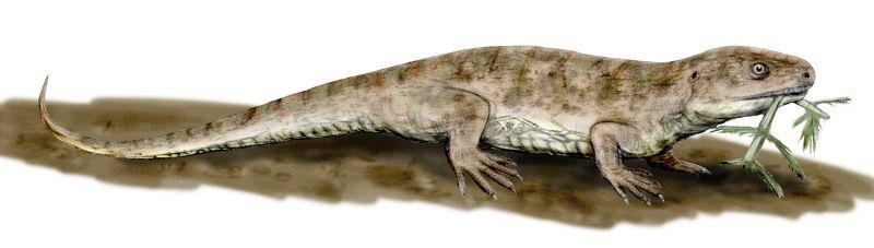 World’s oldest known fossilized reptile skin unearthed in Oklahoma Cave