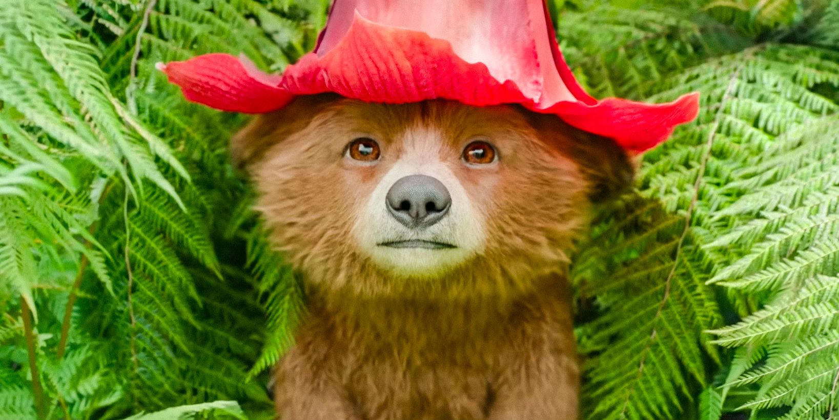Paddington’s Family Twist & Decision In Paddington In Peru Explained Paddington’s Family Twist & Decision In Paddington In Peru Explained