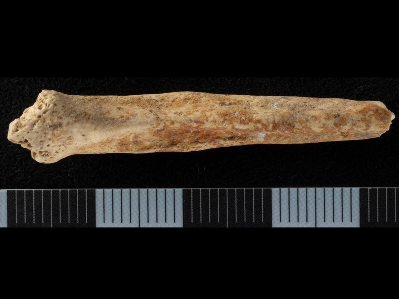 First-ever painted dog penis bone discovered in a Roman ritual shaft in England