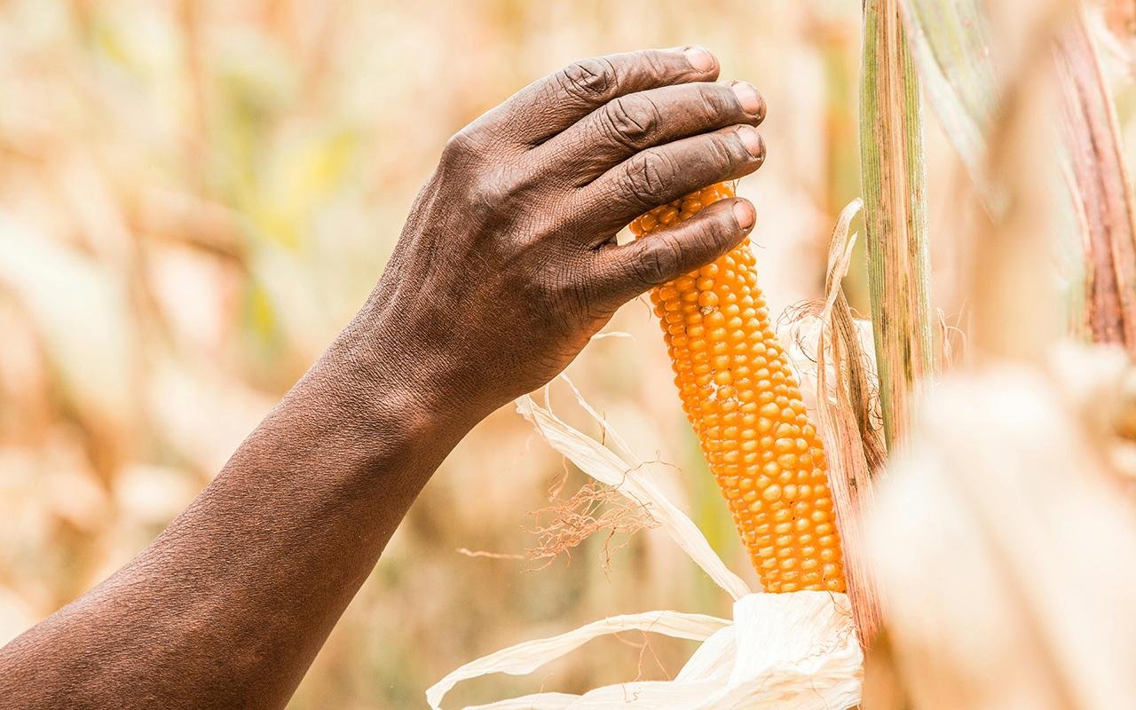 Popcorn’s discovery 7,000 years ago: archaeologist explores its ancient appeal in the Americas Popcorn’s discovery 7,000 years ago: archaeologist explores its ancient appeal in the Americas