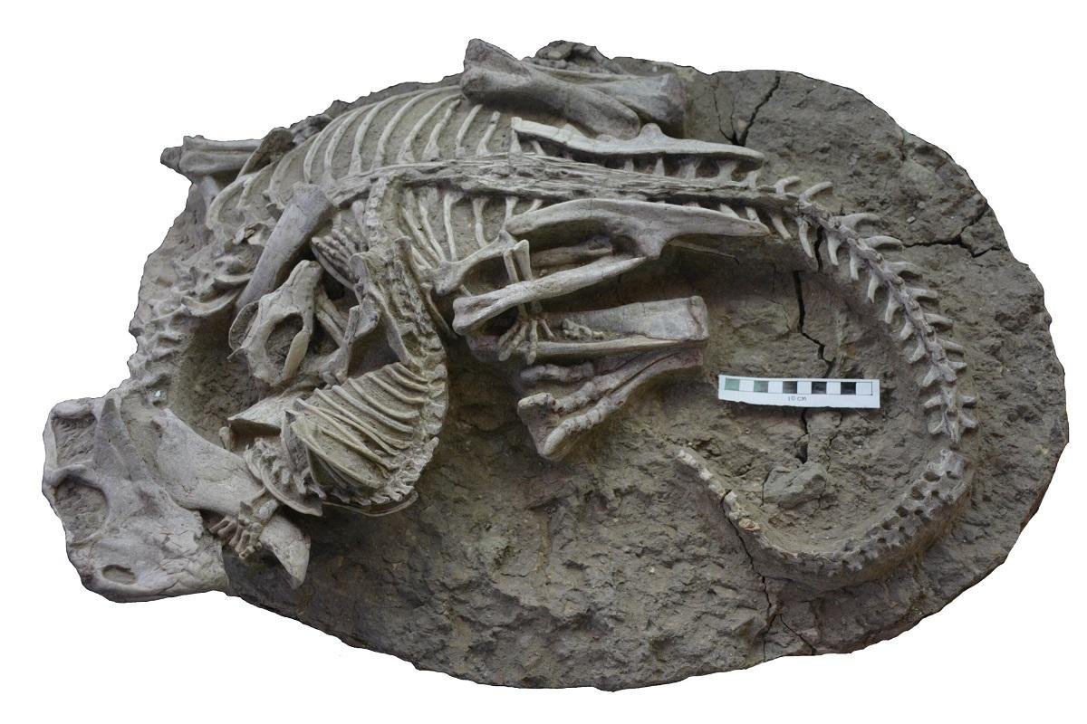 Rare fossil reveals ancient battle between mammal and dinosaur Rare fossil reveals ancient battle between mammal and dinosaur