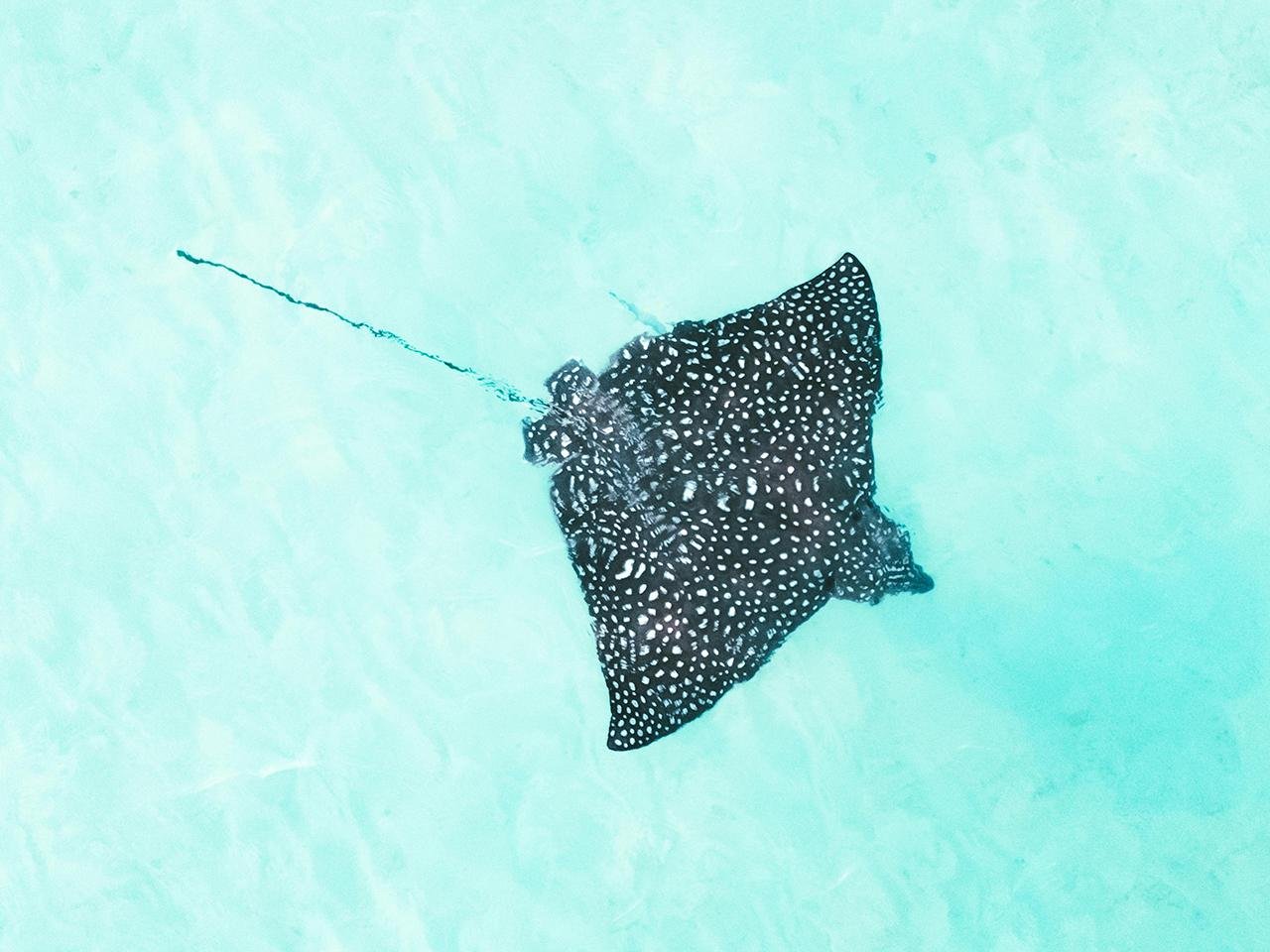 130,000-year-old stingray sand sculpture on South Africa’s coast may be world’s oldest-known animal art