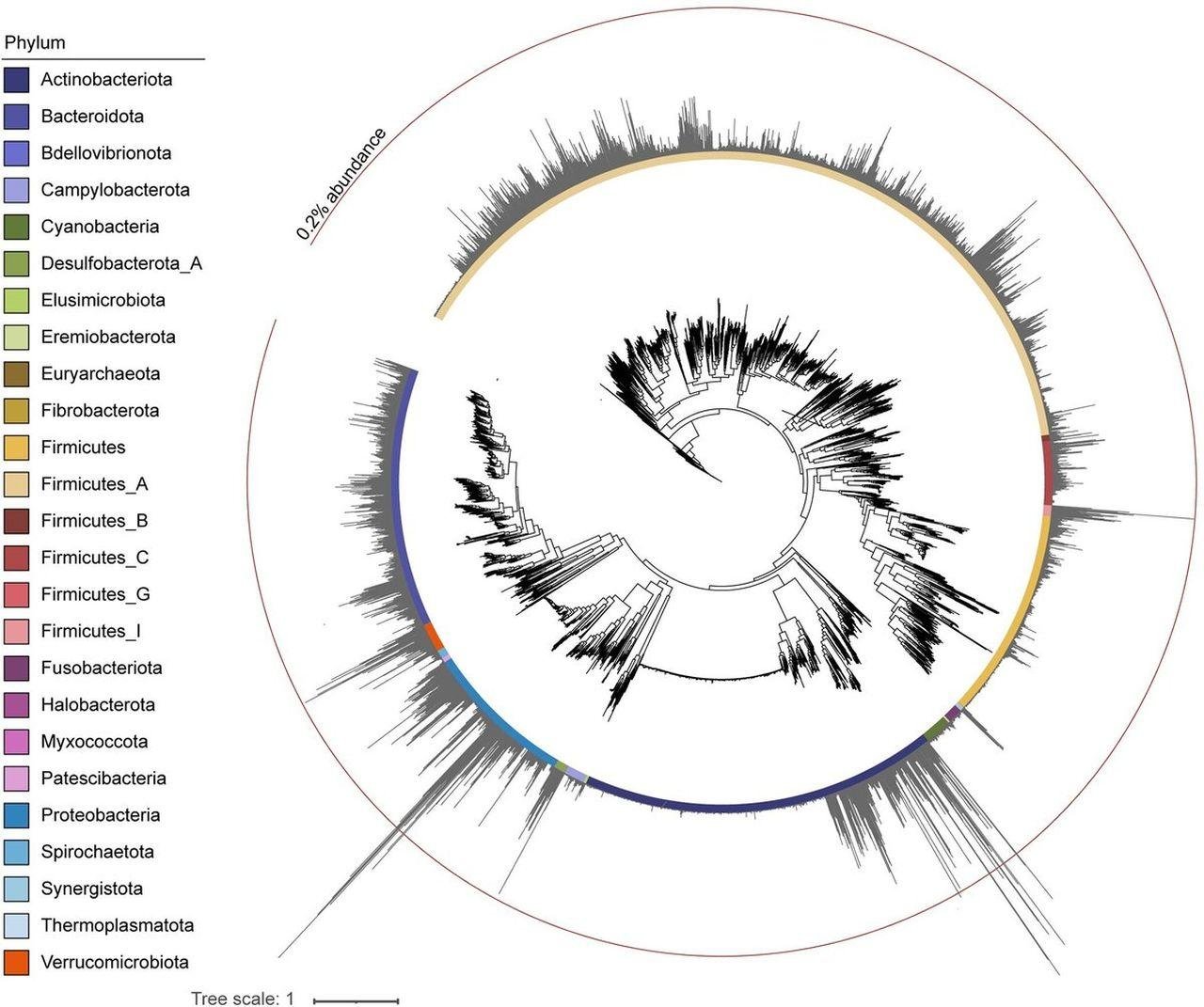 Study of fossilized feces reveals the microbiomes of ancient Japanese guts