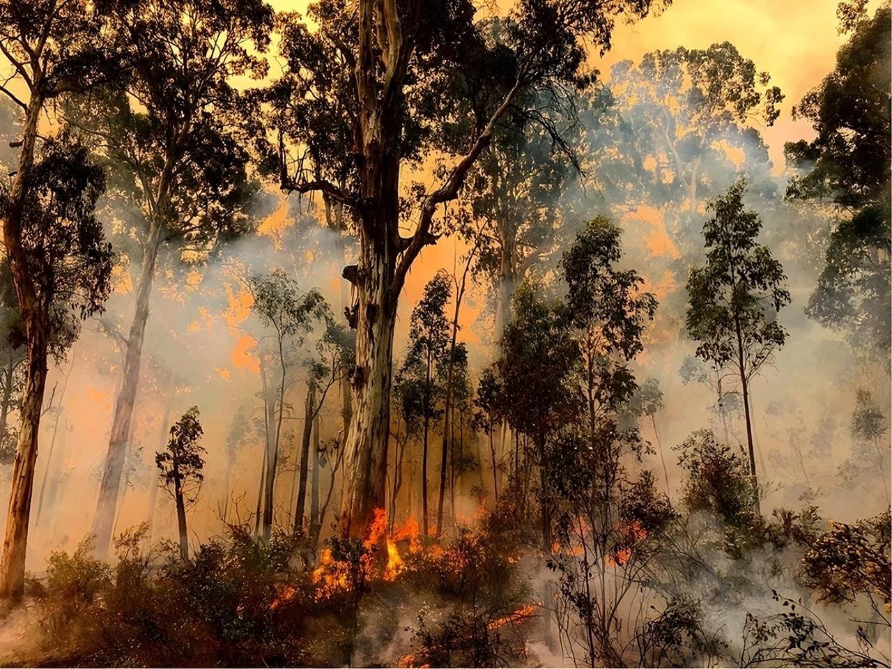 Ancient Tasmanians used fire 41,000 years ago to transform their environment, study reveals