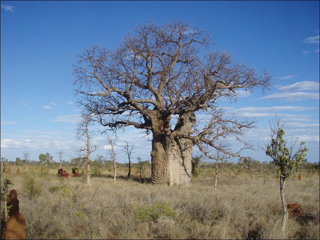 Indigenous carved boab trees in north-west Australia