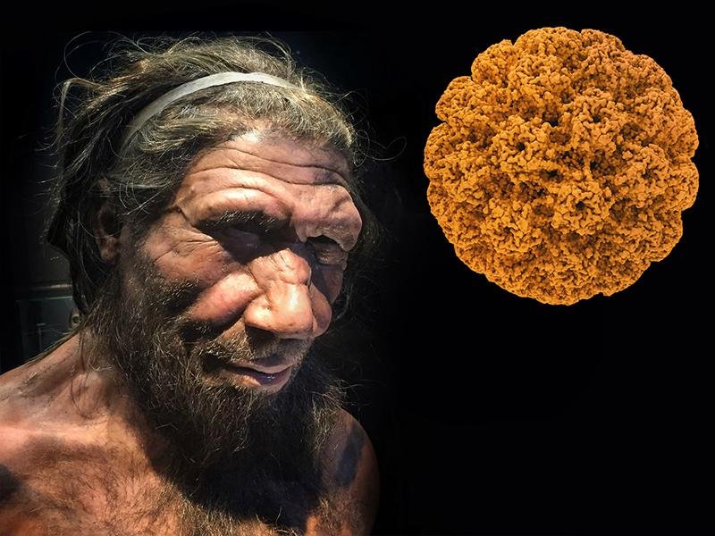 Scientists discover oldest known human viruses in 50,000-year-old Neanderthal remains