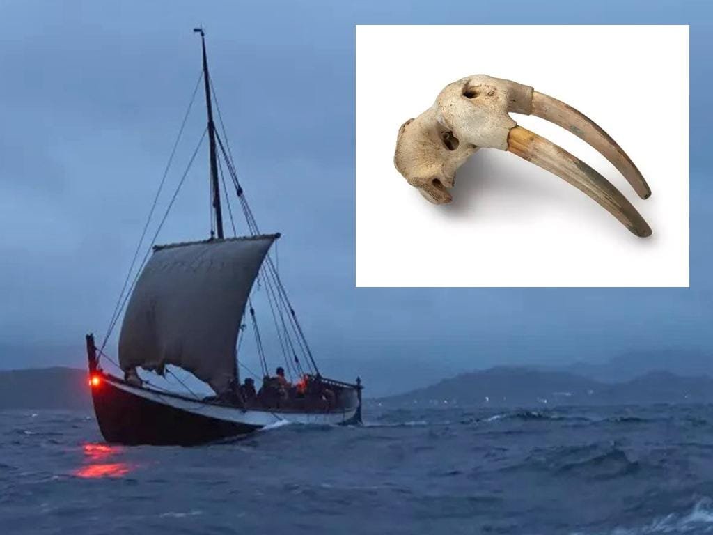 Medieval walrus ivory hint at Viking trade with Indigenous Americans centuries before Columbus