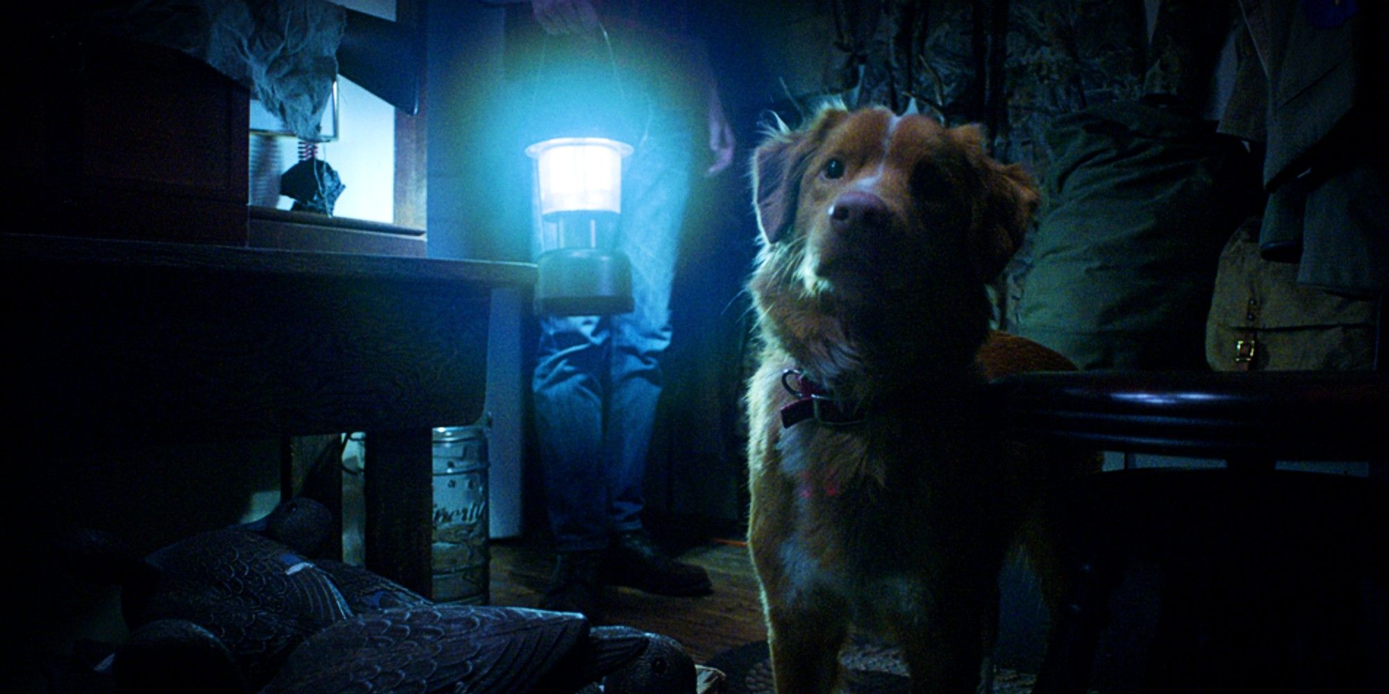 Good Boy Review: A Dog Becomes The Protagonist In This Weirdly Comforting Haunted House Horror Movie