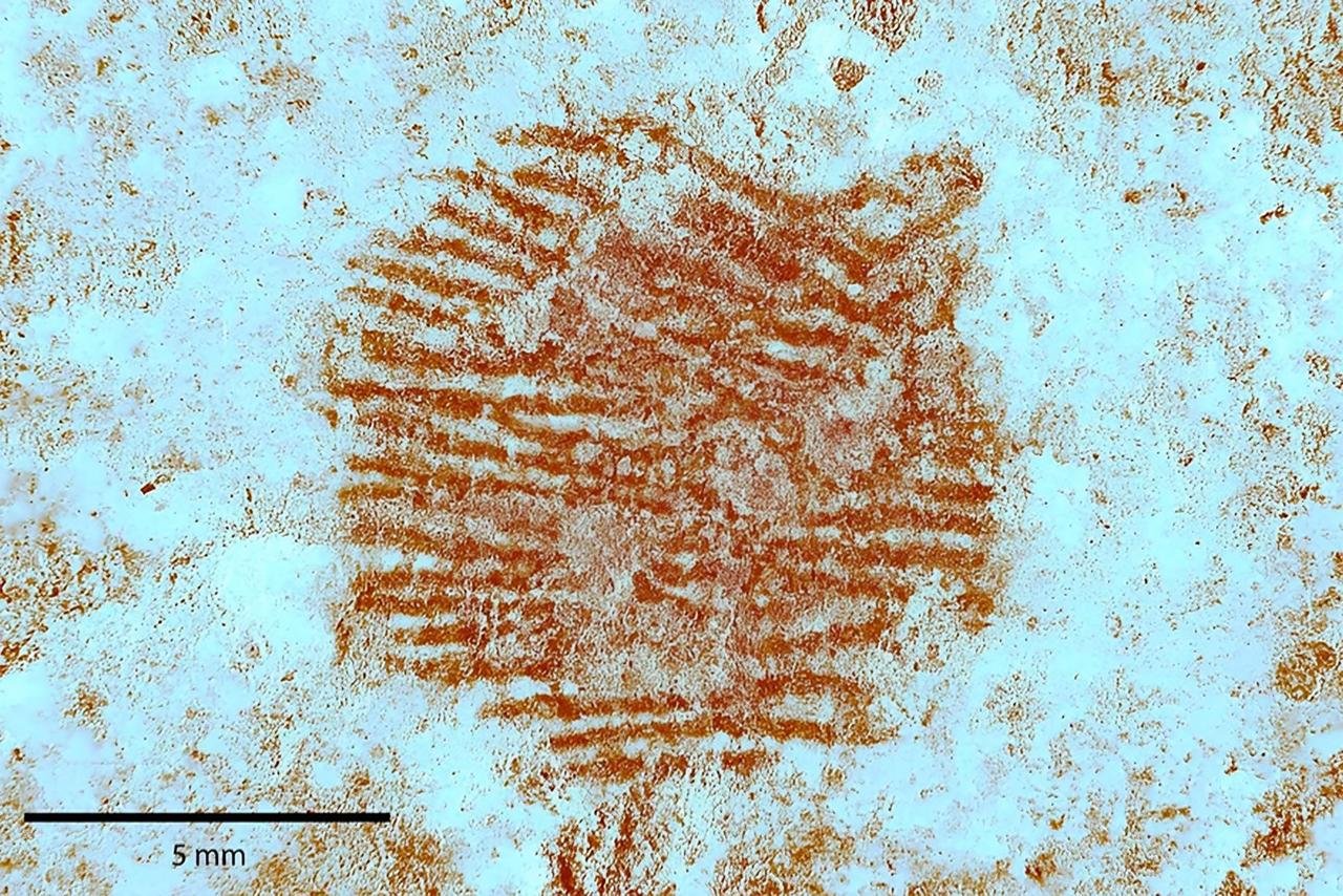 43,000-year-old Neanderthal fingerprint discovered on stone is the world’s oldest