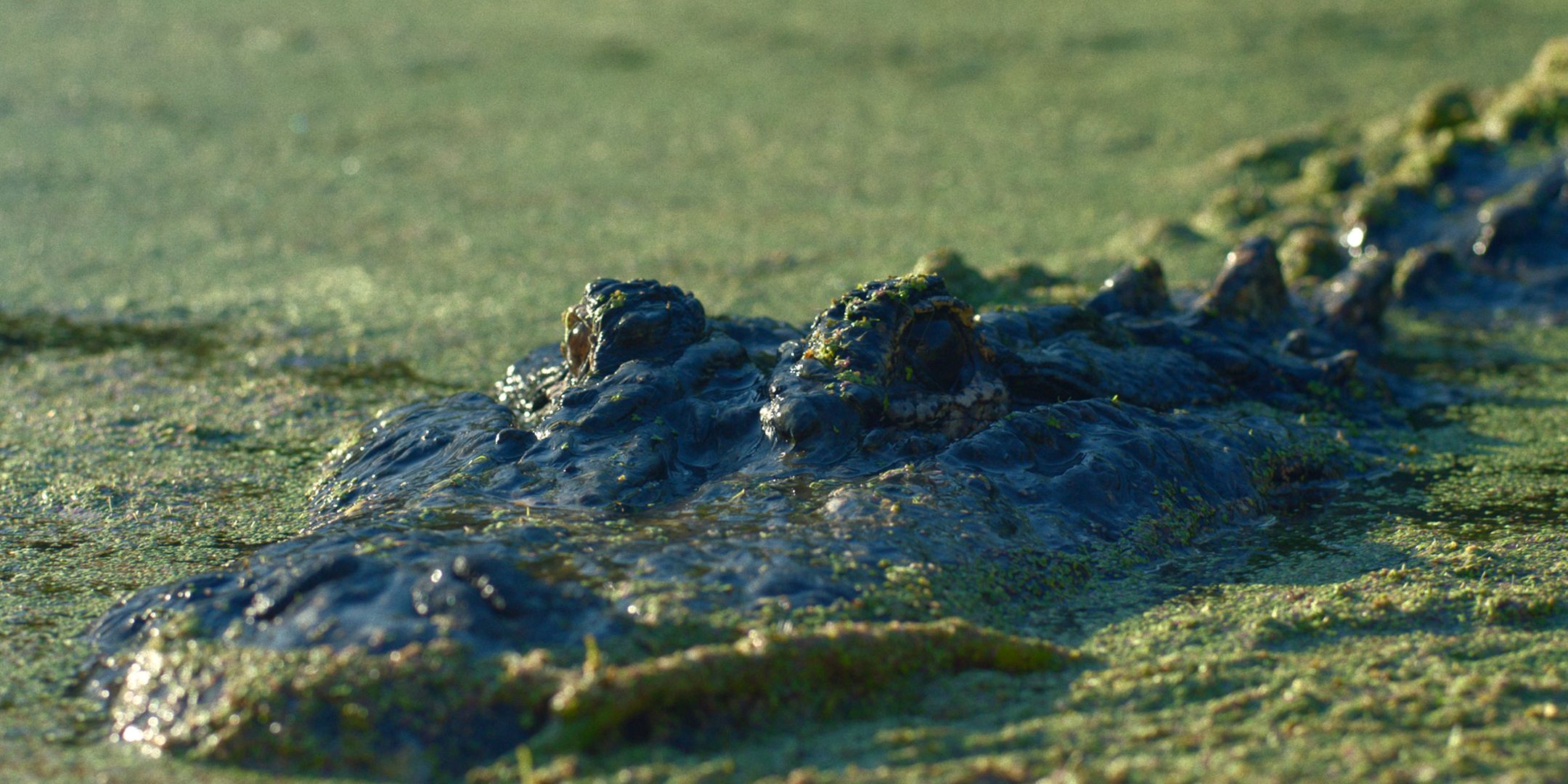Gator Lake Review: Florida’s Version Of Cocaine Bear Gets The Movie Treatment & It’s Somehow More Uninteresting