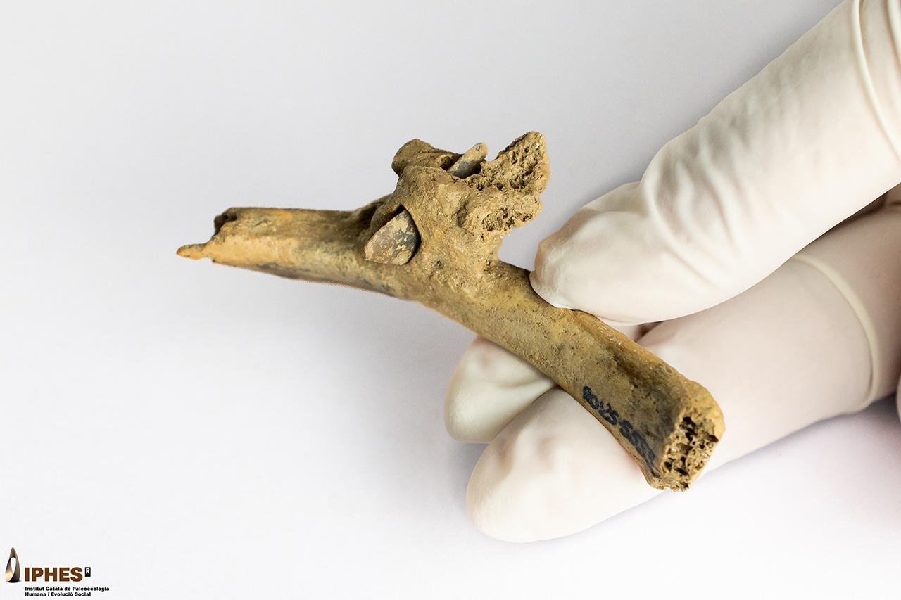 Prehistoric arrowhead embedded in human rib reveals ancient violence in the Pyrenees over 4,000 years ago