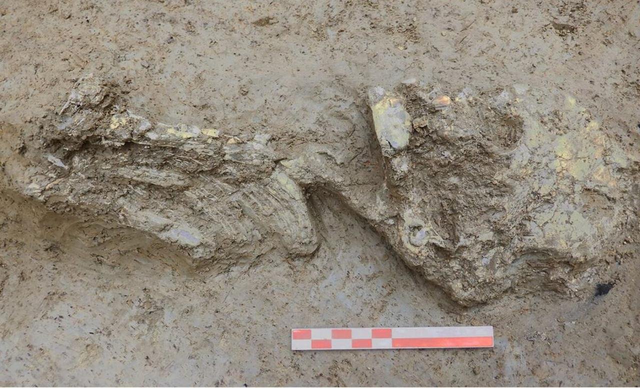 Copper Age infant discovered in Italian well reveals rare genetic origins