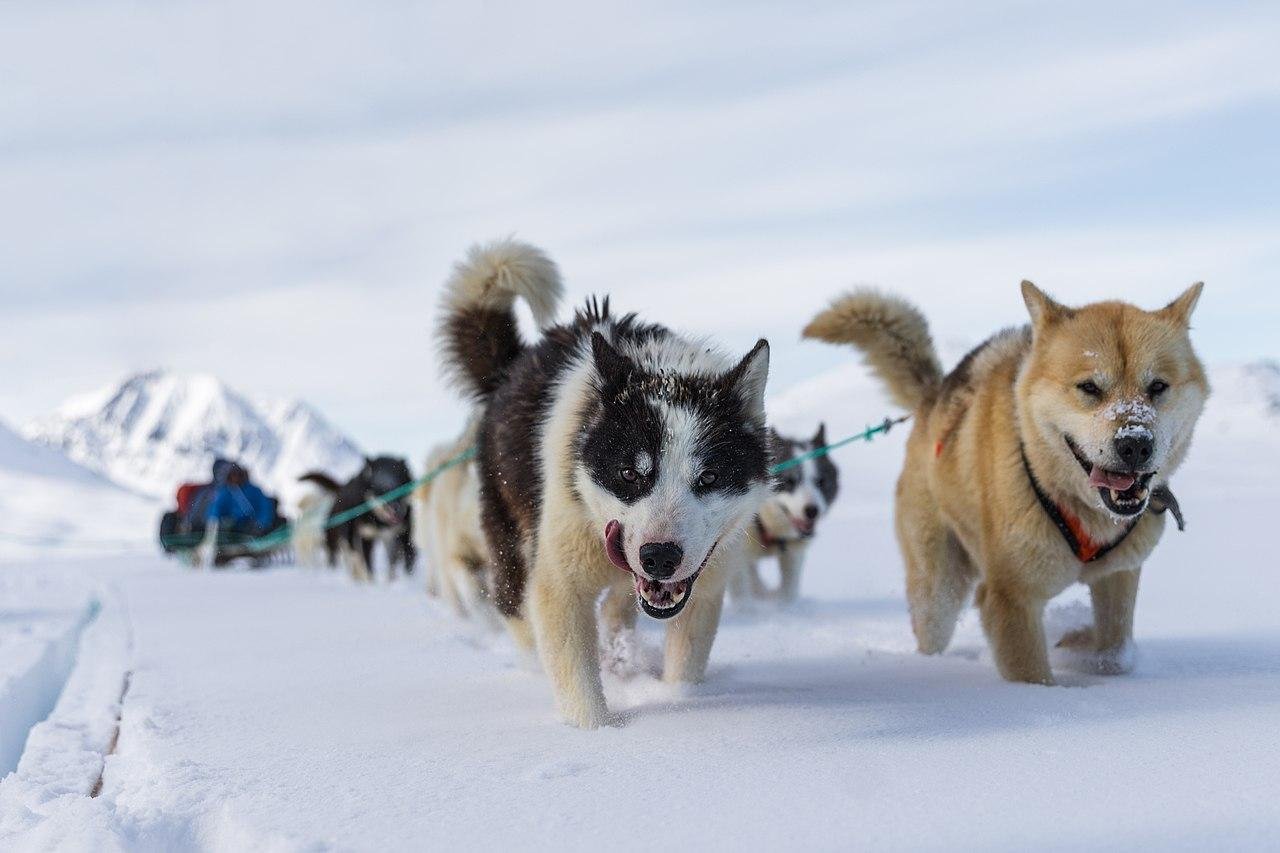 Greenland’s sled dog DNA reveals Inuit migration happened earlier than believed