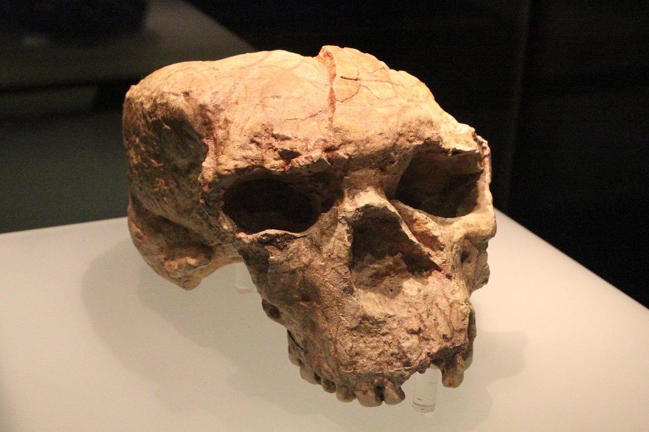 1 million-year-old Yunxian skull redefines human evolution and Denisovan origin