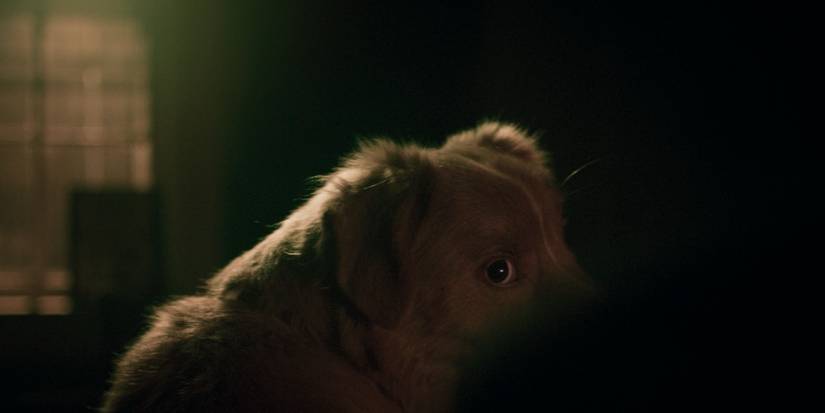 New Trailer For Shudder’s Dog Home Invasion Horror Dials Up The Anxiety