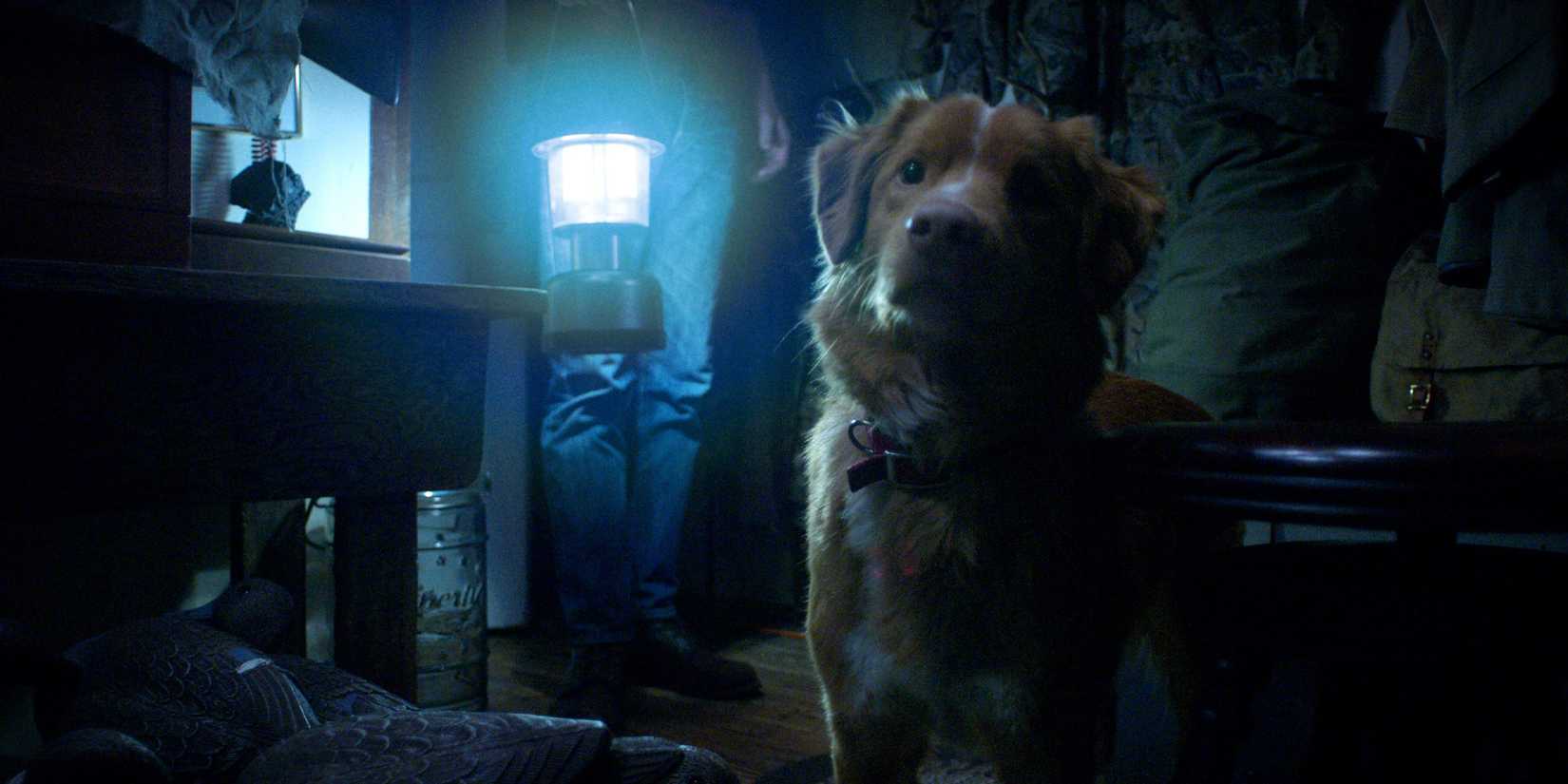 Director Of Viral Home Invasion Horror Spoils Whether The Dog Is Ok After 2000% Google Search Spike