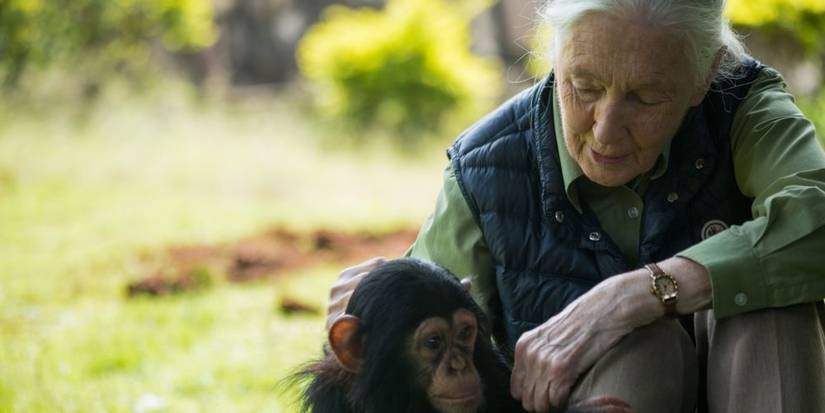 Famous Primatologist Jane Goodall Dies At 91